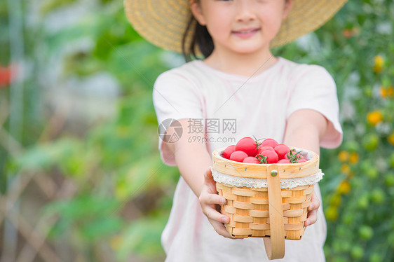 戴帽子小女孩手捧一篮小西红柿图片