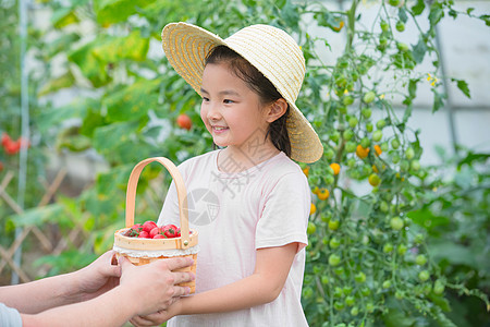 女孩在果园被赠予一篮小西红柿图片
