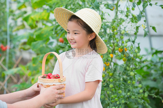 女孩在果园被赠予一篮小西红柿图片