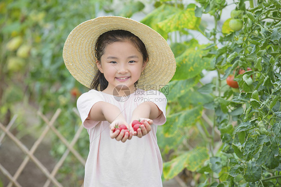 女孩手捧小西红柿图片