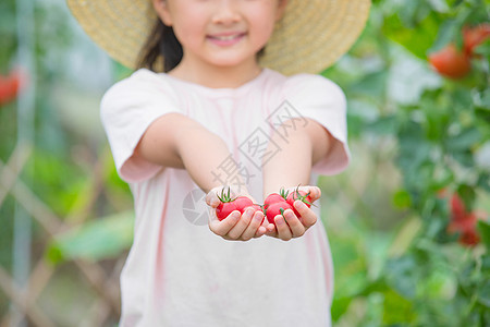 女孩手捧小西红柿背景图片