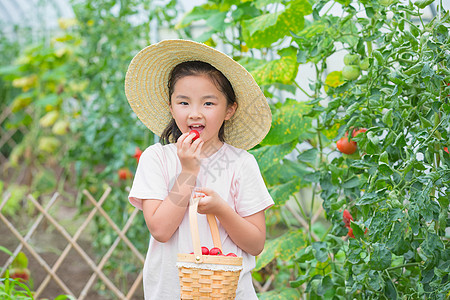 女孩在果园吃小西红柿图片