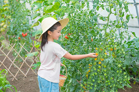 女孩在果园摘小西红柿图片