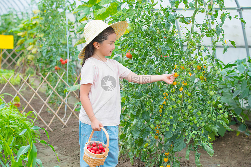 女孩在果园摘小西红柿图片