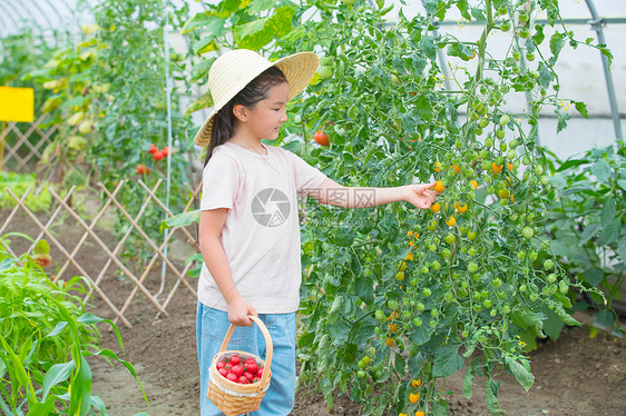 女孩在果园摘小西红柿图片