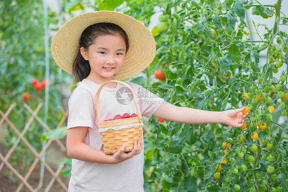 小朋友手捧一篮圣女果图片