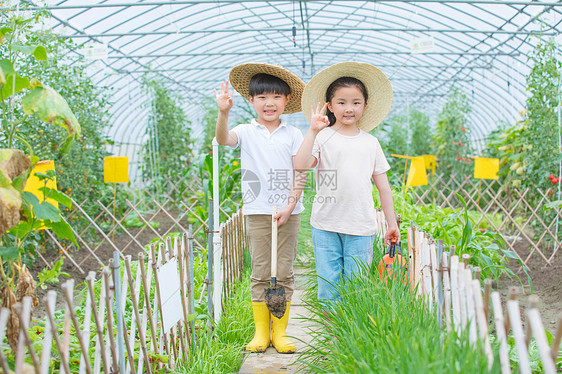 小朋友在蔬菜大棚参观图片