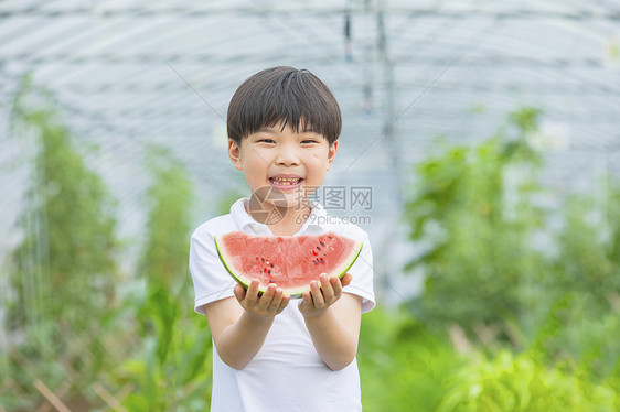 男孩在农场开心吃西瓜图片