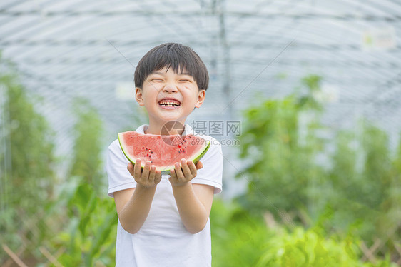 男孩在农场开心吃西瓜图片