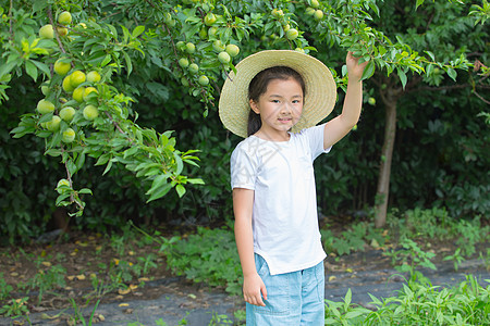小女孩在果园摘果子图片