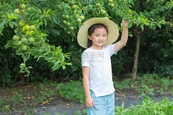 小女孩在果园摘果子图片