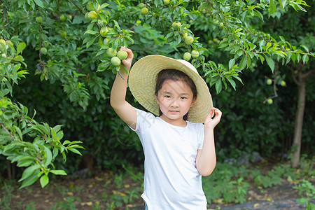 小女孩在果园摘果子图片