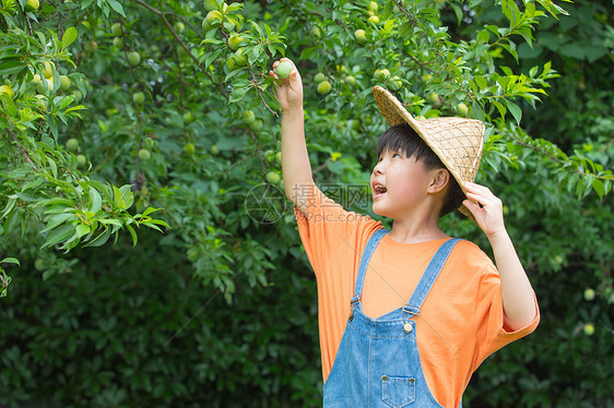 小男孩在果园开心摘水果图片