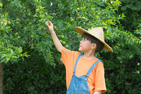 小男孩在果园摘水果图片