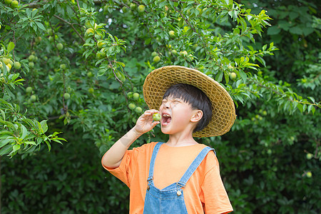 小男孩在果园开心吃摘到的水果图片