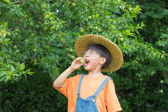 小男孩在果园开心吃摘到的水果图片