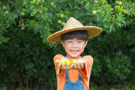 小男孩手捧摘到的水果图片