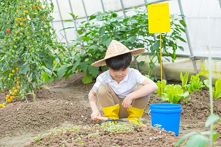 男孩在蔬菜大棚里面用铲子挖土图片