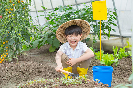 男孩在蔬菜大棚里面用铲子挖土图片