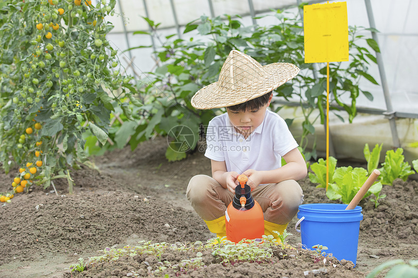 小男孩在蔬菜大棚里面用碰水壶给种子浇水图片