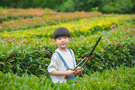 小男孩在树林间使用剪刀给植物修剪图片