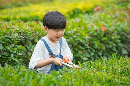 小男孩在树林间使用剪刀给植物修剪图片