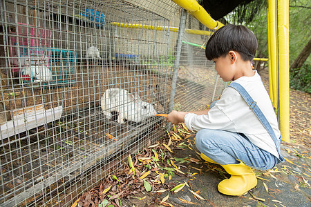 穿着黄色雨靴的小男孩拿着胡萝卜喂兔子图片