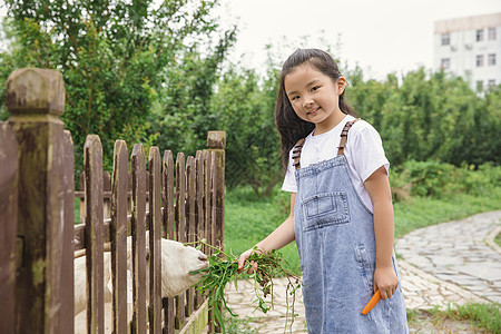 小女孩农场喂羊吃草图片