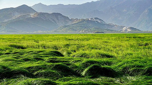 江西九江星子县鄱阳湖枯水期湖面现出草滩图片