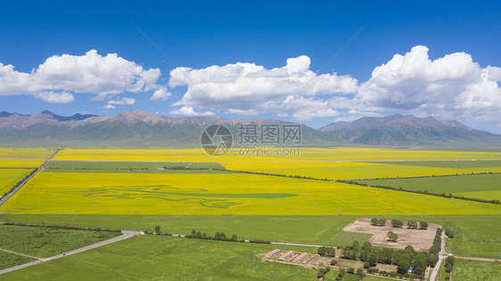 青海夏季的油菜花自然风光图片