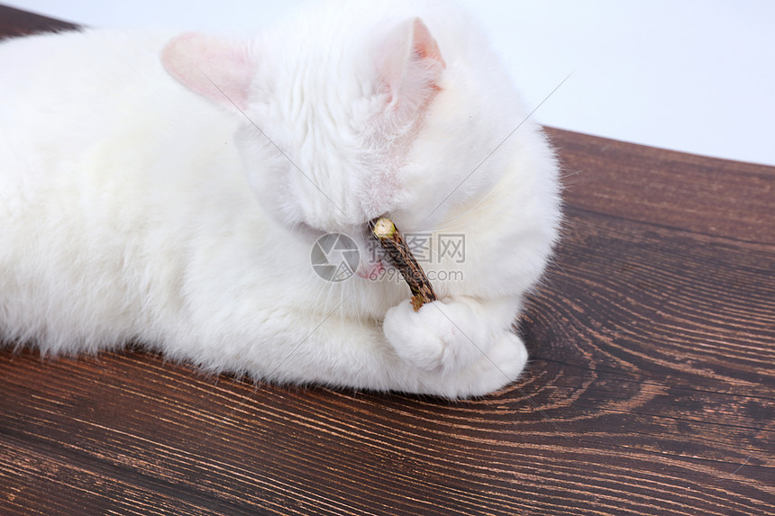 宠物用品木天蓼棒猫用磨牙棒图片