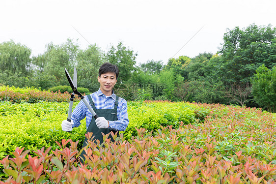 园丁工人修剪农场植物枝叶图片