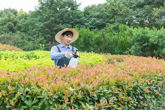 农场园丁给植物喷农药图片