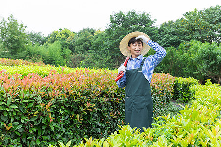 农场园丁修剪园艺植物图片