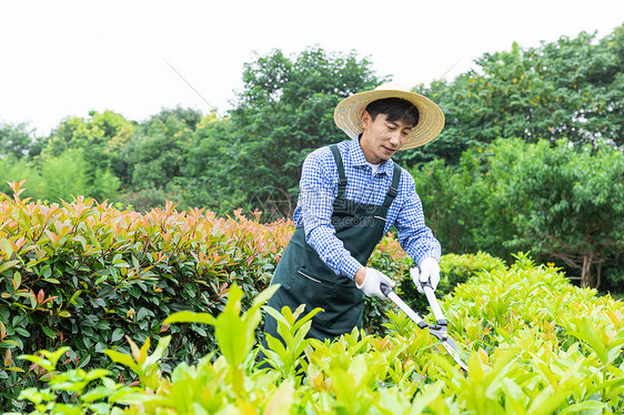 园丁工人修剪农场植物枝叶图片