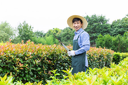 园丁工人修剪农场植物枝叶图片