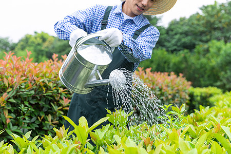 农场园丁提水桶为植物浇水图片