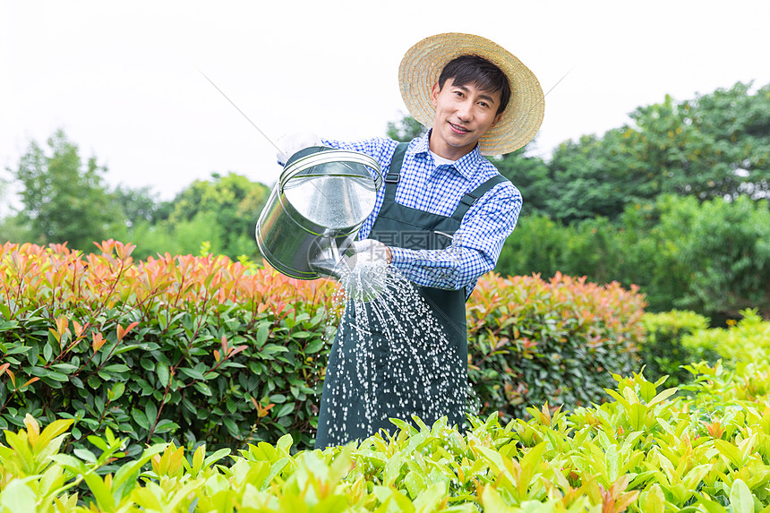 农场园丁提水桶为植物浇水图片