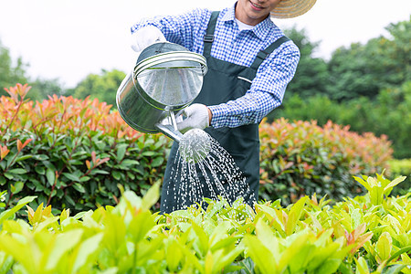 农场园丁提水桶为植物浇水图片