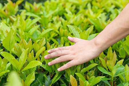 掠过植物手部特写图片