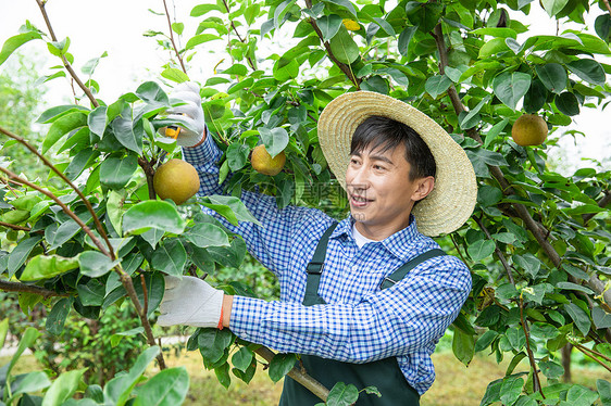 农夫果树下采摘梨图片