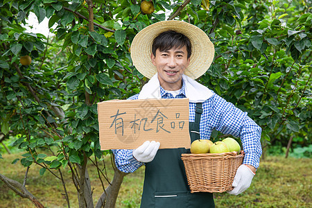 农夫果树下采摘梨图片