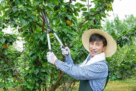 果园农夫修剪果树枝叶图片