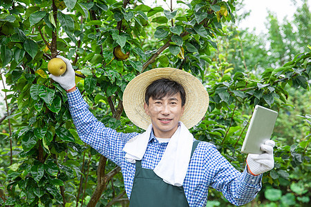 果农拿平板电脑给果树拍照图片