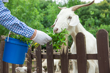 农场农夫喂羊吃草特写图片