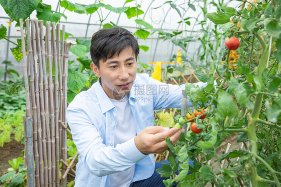 农夫蔬菜大棚培育小番茄图片