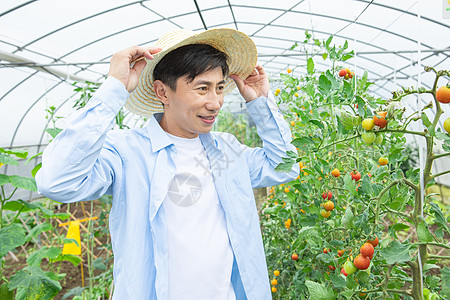 农夫蔬菜大棚培育小番茄图片