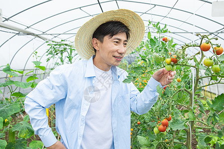 农夫蔬菜大棚培育小番茄图片