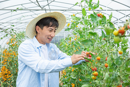 农夫蔬菜大棚培育小番茄图片