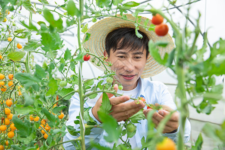 农夫蔬菜大棚培育小番茄图片